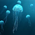 एक अनोखी मछली जेलीफिश -jellyfish unique fish