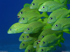 Underwater Creature | nature desktop wallpapers Images Photos