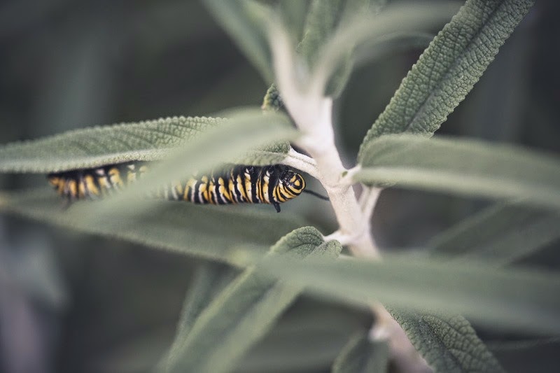 catepillars-4