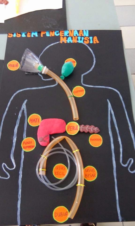 Idea P&P Sains : Model Pencernaan Manusia