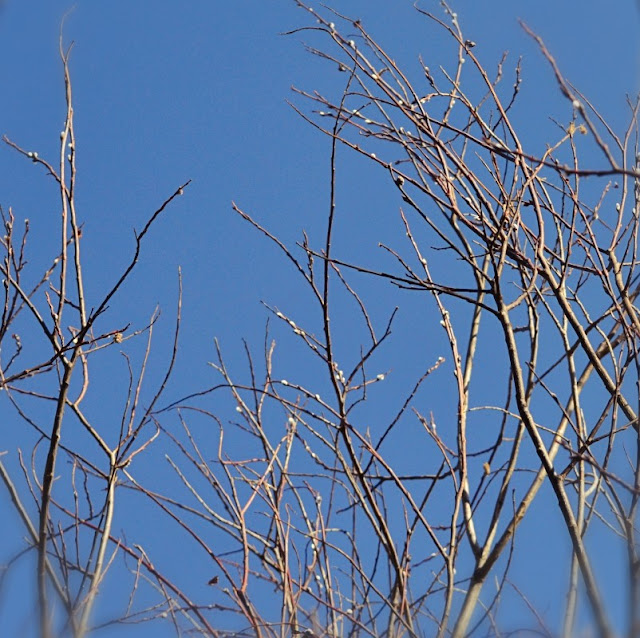 Pussywillows against blue sky; Spring Equinox, Alberta cohanmagazine.blogspot.com