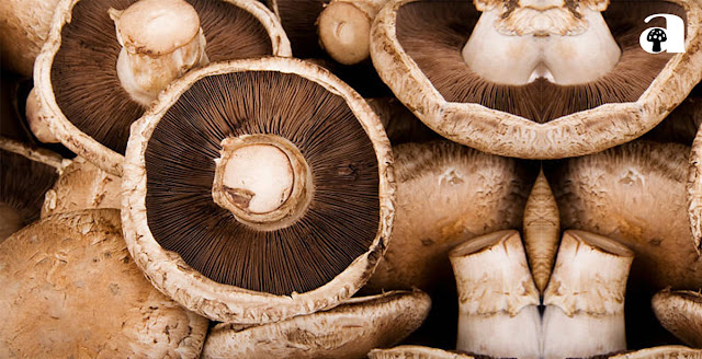 Portobello Mushrooms_3