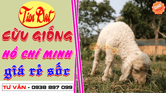 Địa chỉ bán cừu giống tại Hồ Chí Minh giá rẻ nhất thị trường