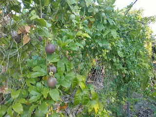 Black maracuya, climbing on the fence, with fruits