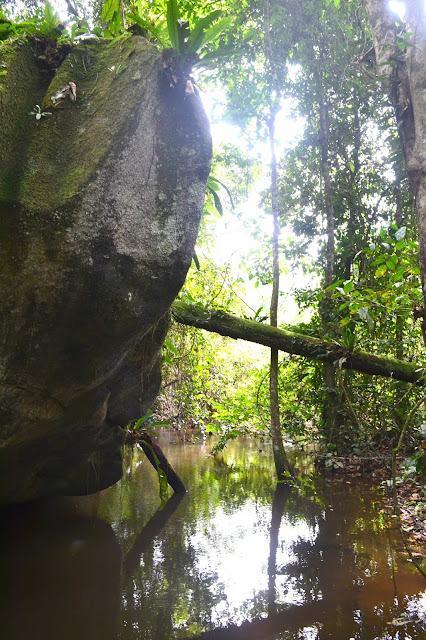 Guyane, Saül, village dans la foret tropicale, foret, oiseaux, faune et flore, calme, air Guyane, randonnée Guyane