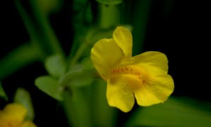 MONKEYFLOWER