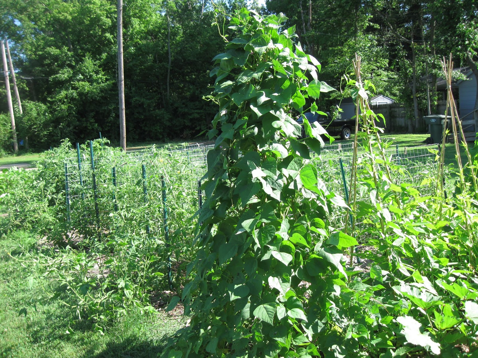Image of Okra and beans plants