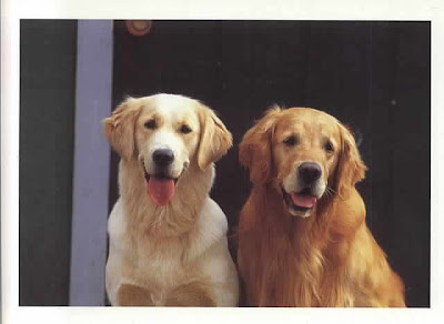 Golden Retriever 02 Dogs Cute Pictures