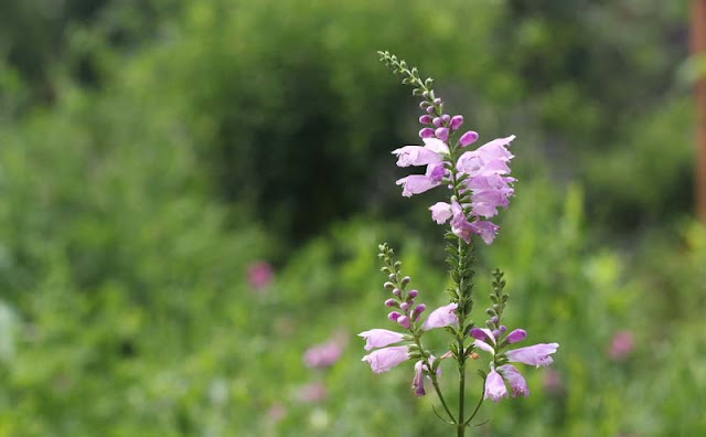 Physostegia Virginiana Flowers Pictures