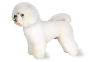 Bichon Frise