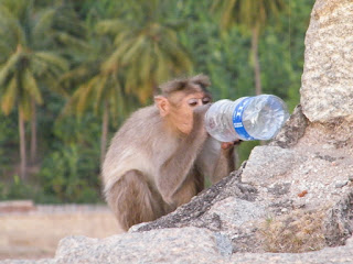 Goa india Monkey