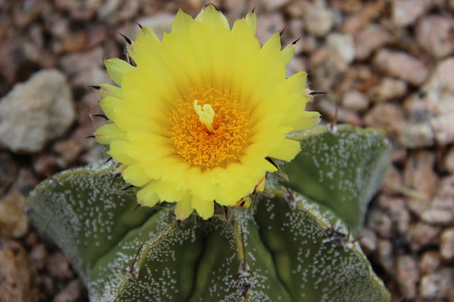 Astrophytum capricorne