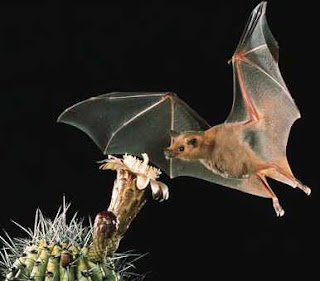 a close up of a Lesser Long-nosed Bat on a black background approaching a white cactus blossom.