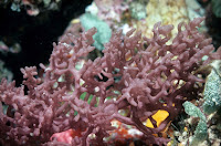 Porifera Calcarea