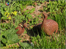 LAY-SAINT-CHRISTOPHE (54) - Jardin d'Adoué en avril !