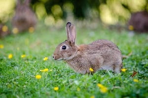 About rabbit || Domestic rabbit description & Fact