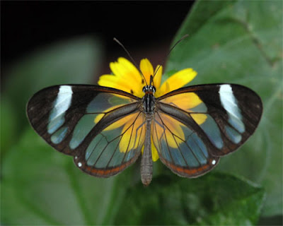 Transparent Butterfly Pictures