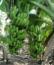 Banana Trading Business Idea - Cavendish Banana