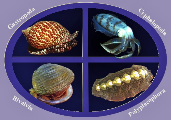 Klasifikasi Mollusca  Galeri Pustaka