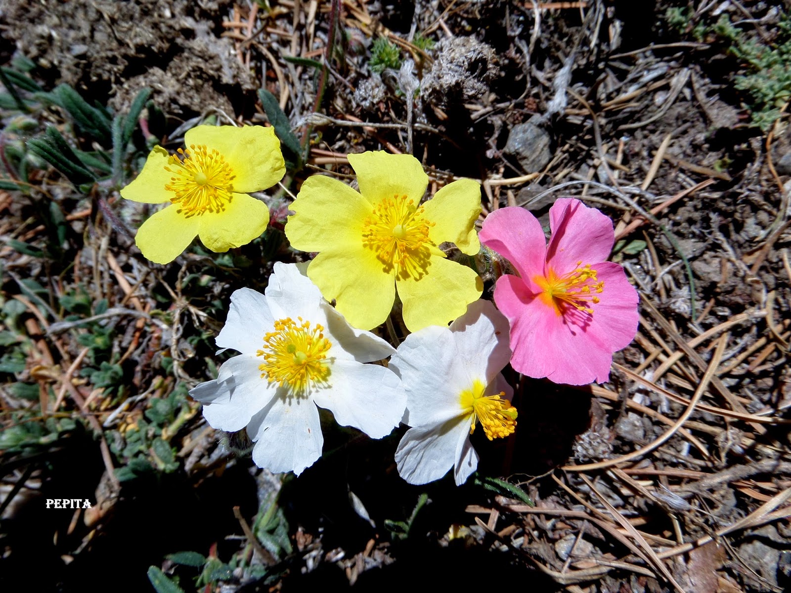 Foto flores Potentilla de la Sierra.Sierra Nevada