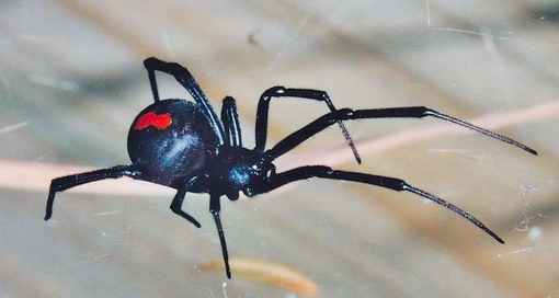 spider bite symptoms australia. for spider bite symptoms