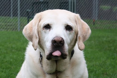 A handsome yellow Lab