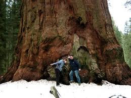 ต้นไม้ใหญ่สุดในโลก Biggest tree on Earth - The General Sherman Tree