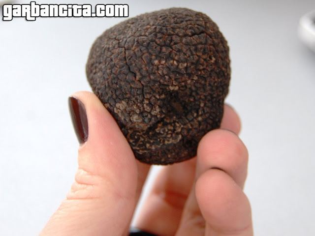 Tuber melanosporum