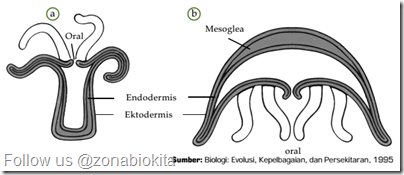 fase polip dan medusa