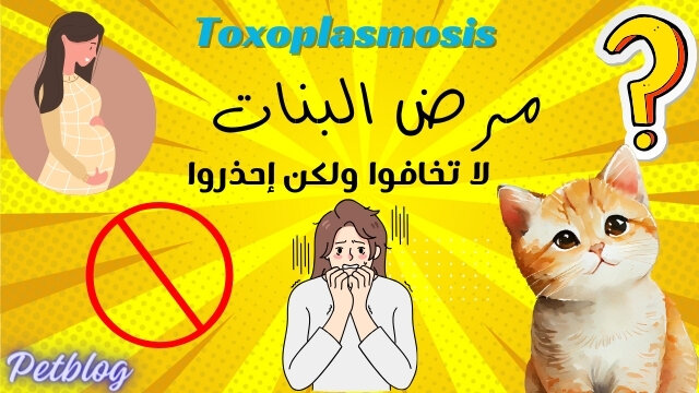 5 حقائق مهمة ومفيدة عن مرض البنات والقطط Toxoplasmosis