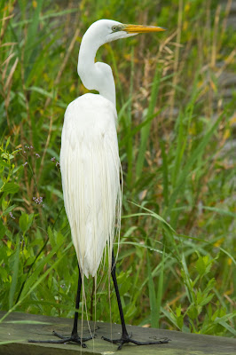 Great Egret, Anahuac NWR