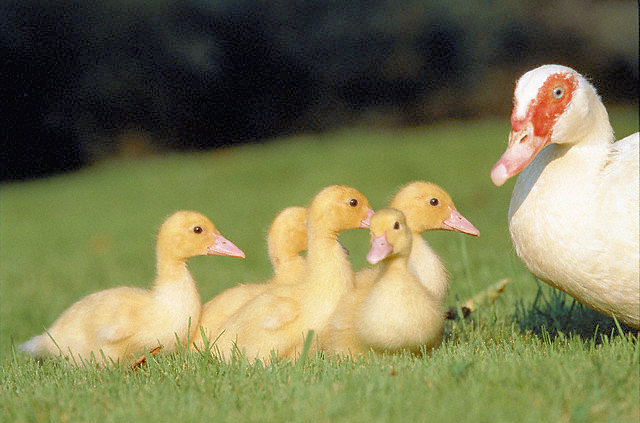 Beautiful,cute green brown,white,black duck sitting with his children on grass,wallpapers,pictures,images