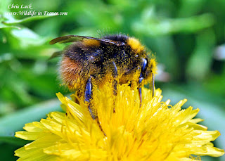 Bombus pratorum France