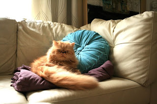 gato persa en sofa caracter