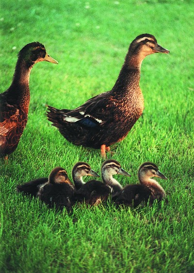 Michigan DNR encourages public to enjoy baby animals ... from a distance