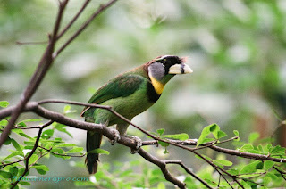 Sulawesi Bird