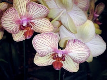 Lovely Orchids