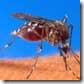 malaria2