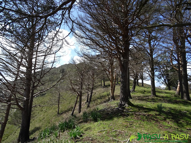 Árboles de camino al Pico Cogolla