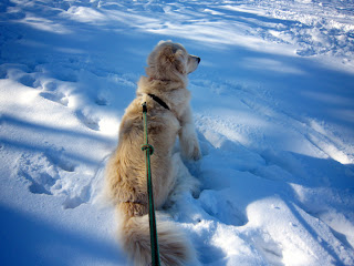 雪の上の犬