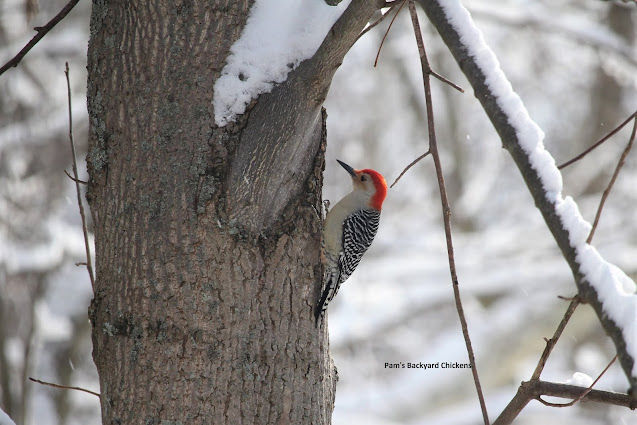 Find out how to get started winter bird feeding - what you'll need to feed the birds and what you'll need to see and identify them.