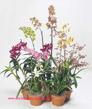 Flowering House Plants Pictures. Flowering House Plants