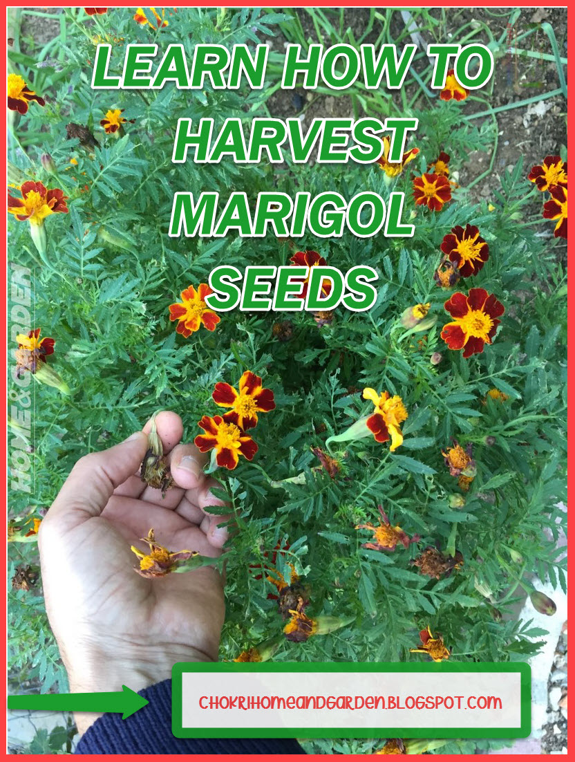 How to harvest marigold seeds