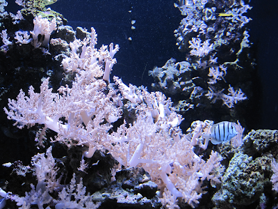 Some corals and fish