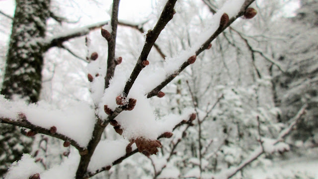 winter, retreat, de tout coeur limousin, creuse, limousin, snow, january, lac de vassiviere, creative holidays, activity holidays, wellbeing, retreats France, Guardian retreats, guardian travel, France, nouvelle aquitaine, 