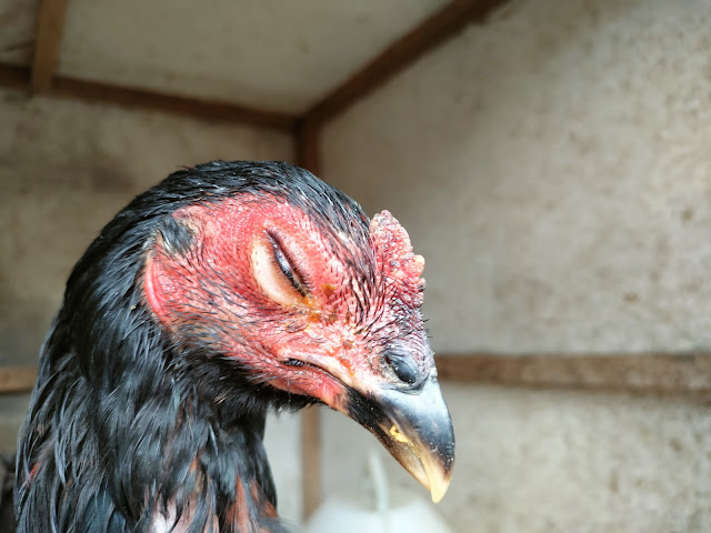 Sering Gagal Dalam Beternak Ayam Kampung, Coba Terapkan Ramuan Ini