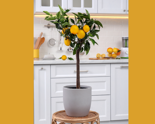 Découvrez comment planter un citronnier dans un pot à la maison