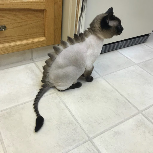 Cat Hairstyle
