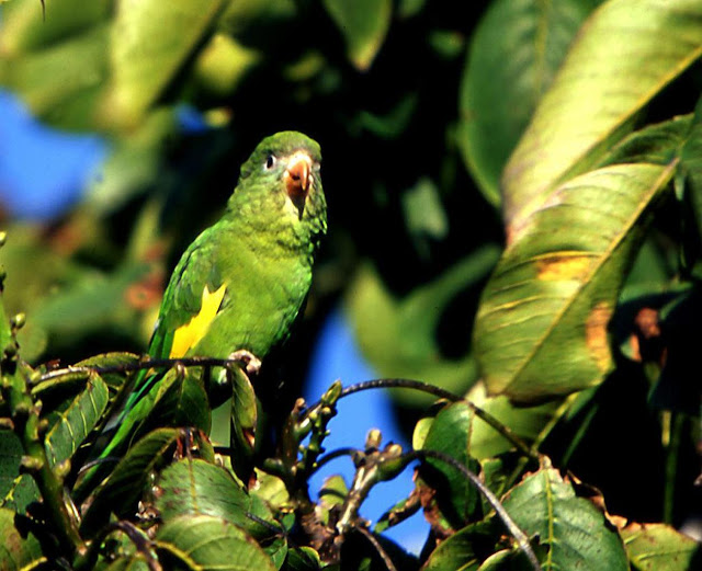 Green Canary Bird