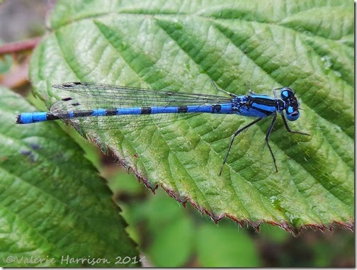 Common-blue-damselfly